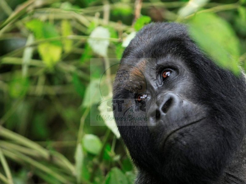 Bwindi Impenetrable National Park