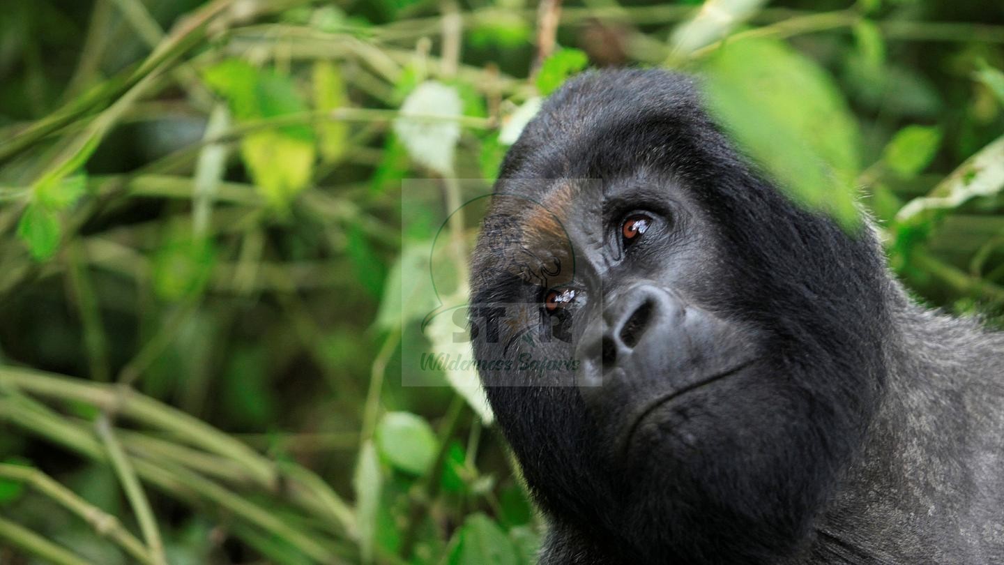 How to Spend 6 Days with Gorillas and Birding in Bwindi Impenetrable National Park?