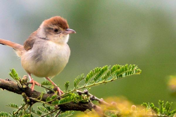 Bird Watching Safaris in Uganda