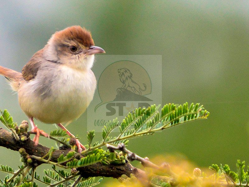 Bird Watching Safaris in Uganda