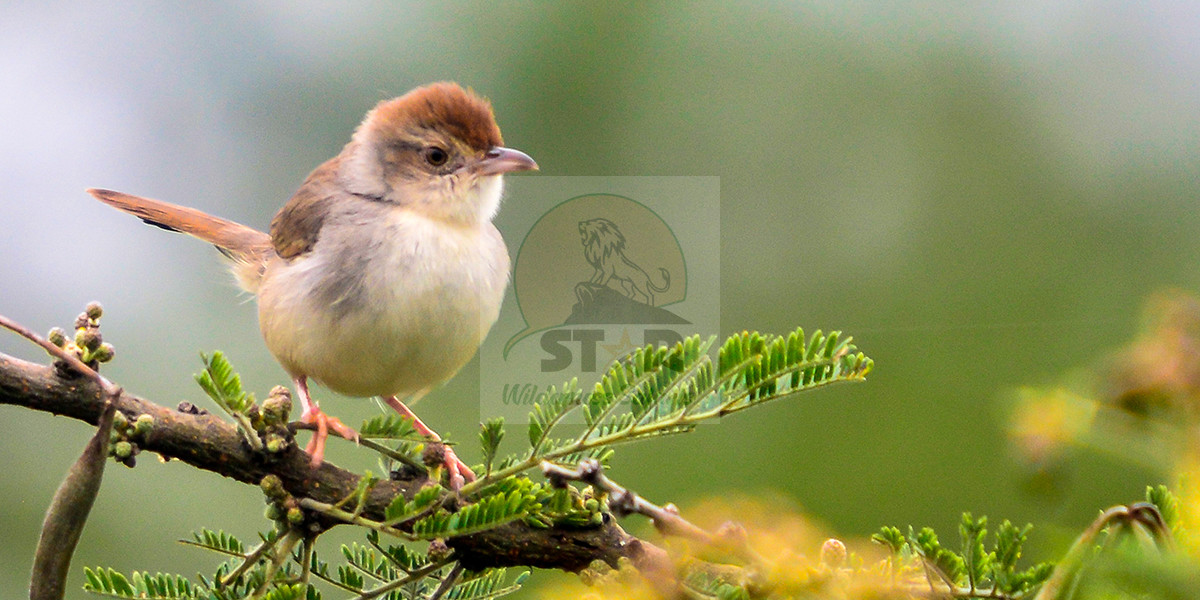 Bird Watching Safaris in Uganda