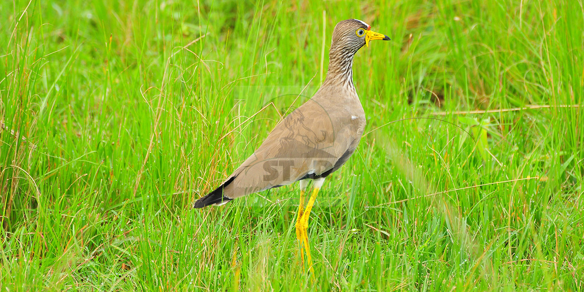 Exploring Remote Islands and Wetlands on a Uganda Birdwatching Tour
