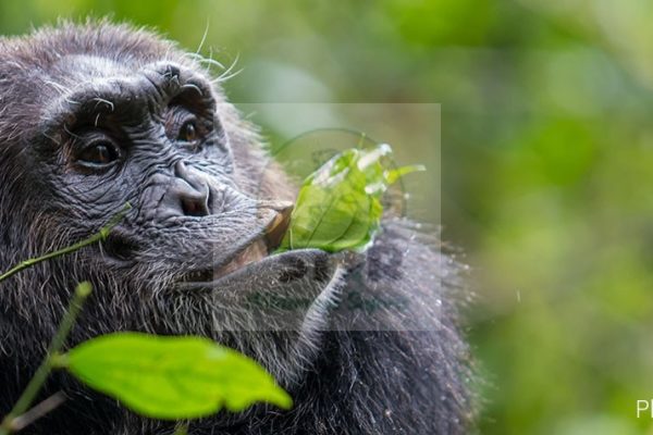 Gombe National Park