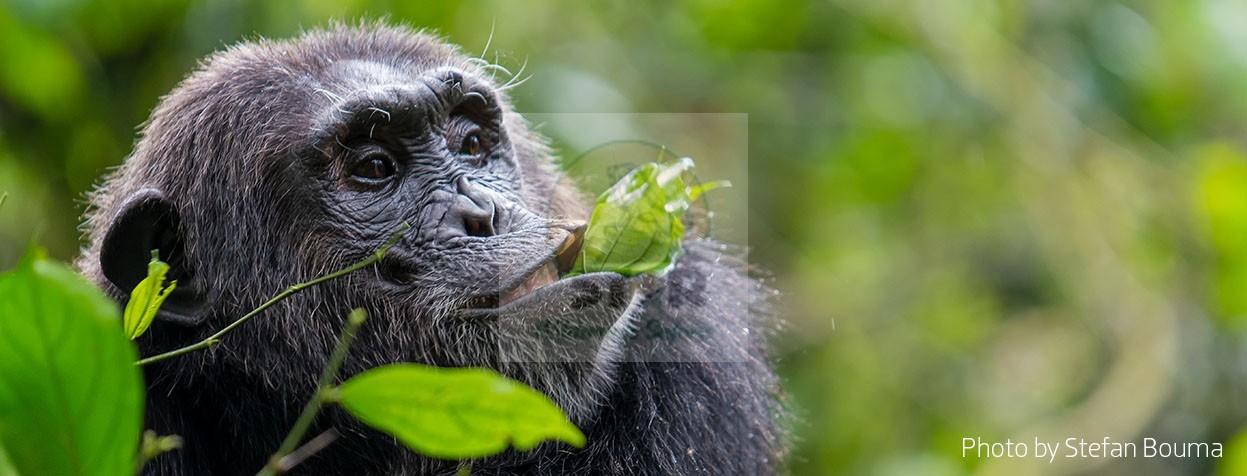 Gombe National Park