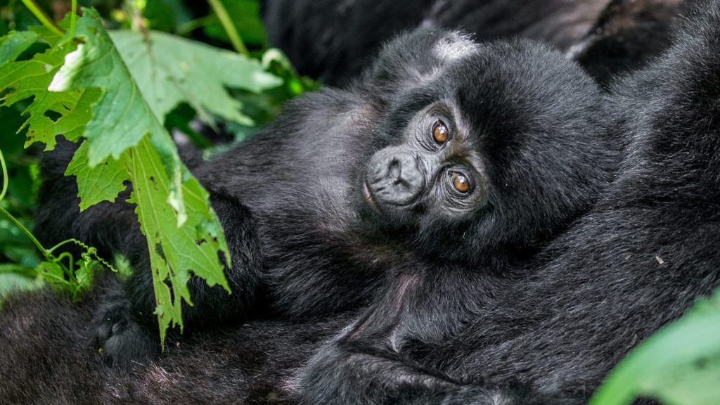 What is a Fair Rate for 5-Days Gorilla and Chimpanzee Safari in Uganda?
