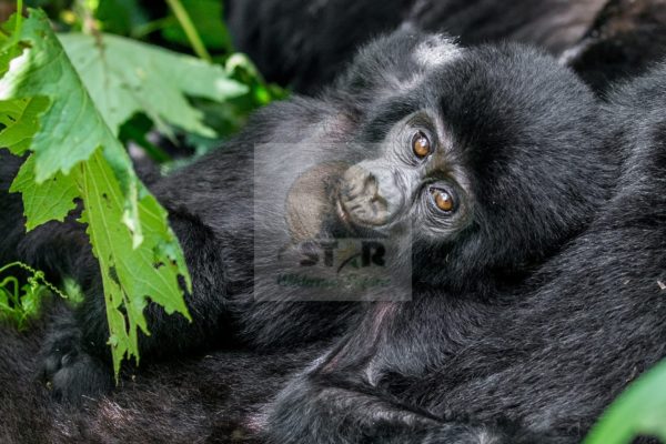 What is a Fair Rate for 5-Days Gorilla and Chimpanzee Safari in Uganda?