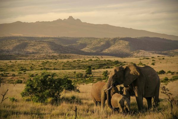African Safari in Masai Mara National Reserve