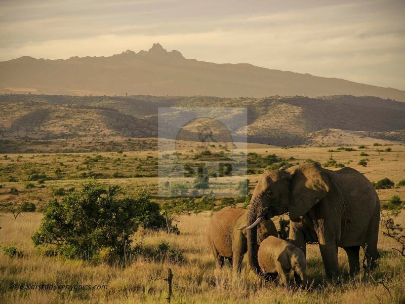 African Safari in Masai Mara National Reserve