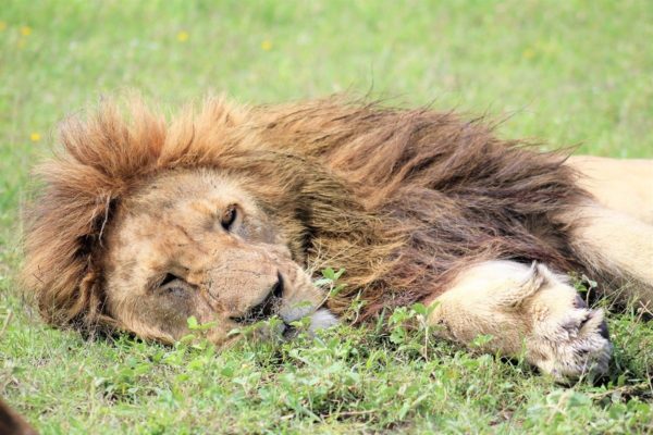 Kenya Safaris