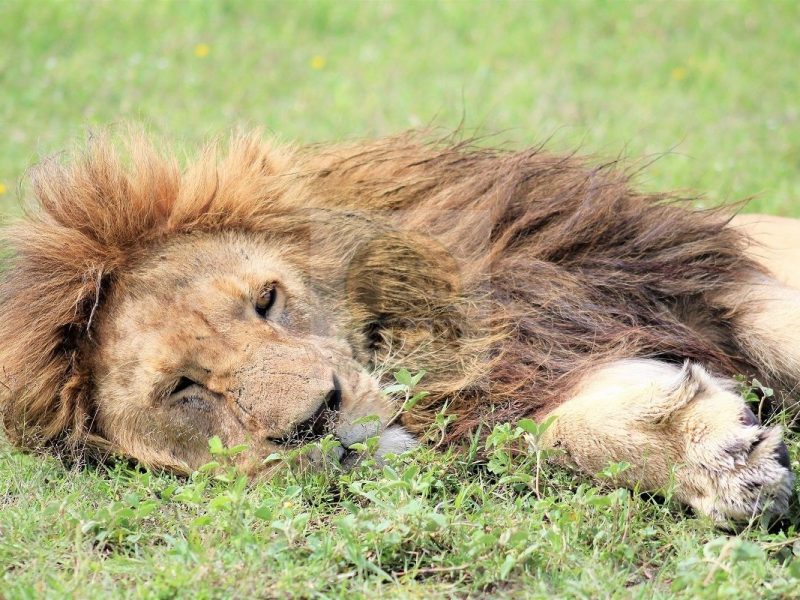 Kenya Safaris