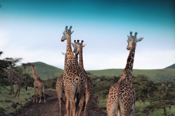 Tanzania Safari Destinations