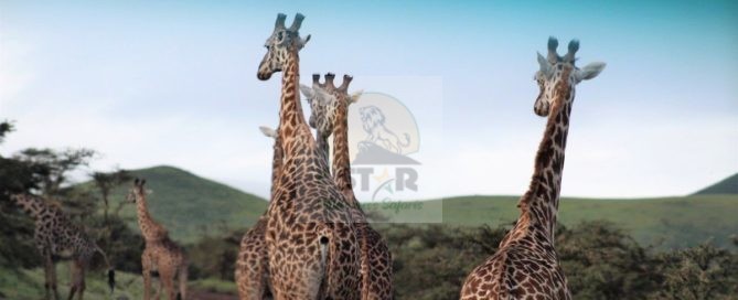 Tanzania Safari Destinations