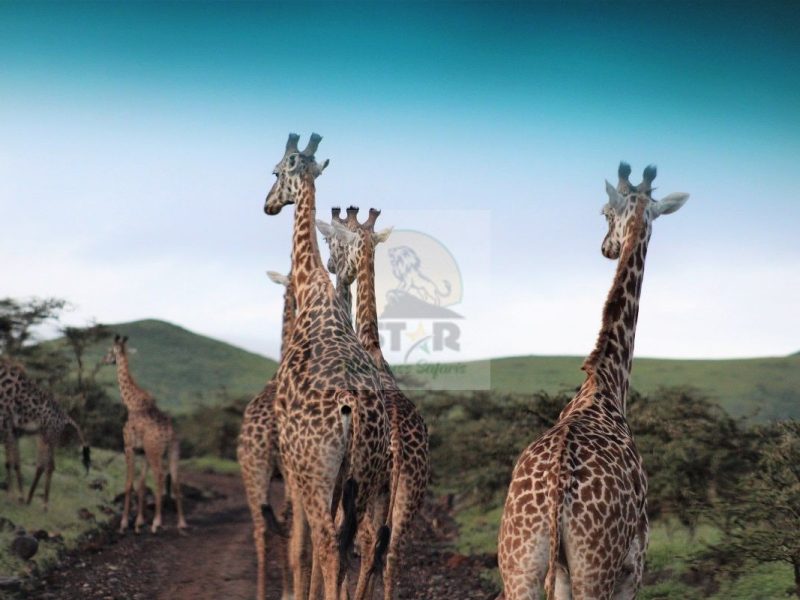 Tanzania Safari Destinations