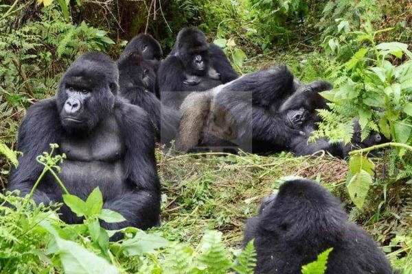 Bwindi Impenetrable National Park