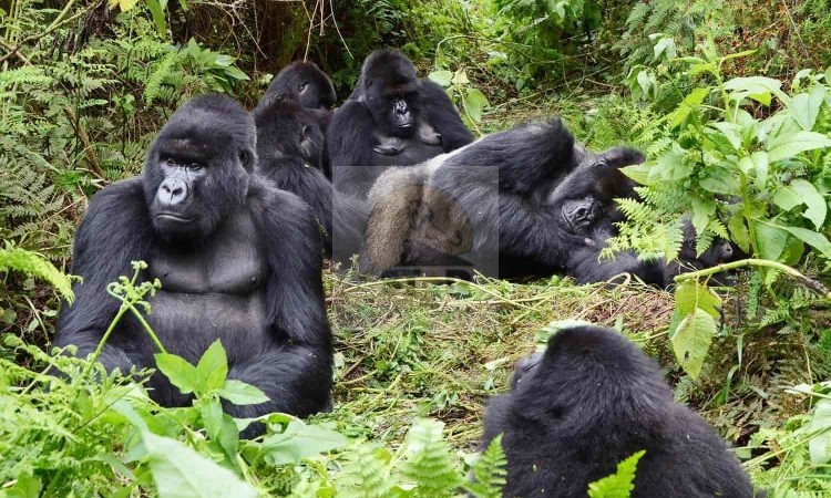 Bwindi Impenetrable National Park