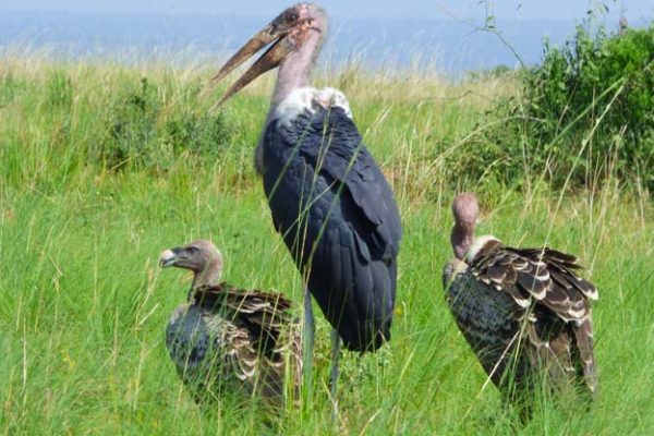 Tsavo East National Park