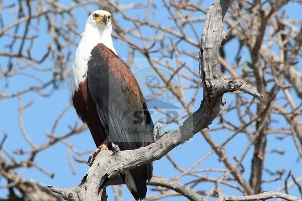 Prepare For the Birding Safari in Rwanda