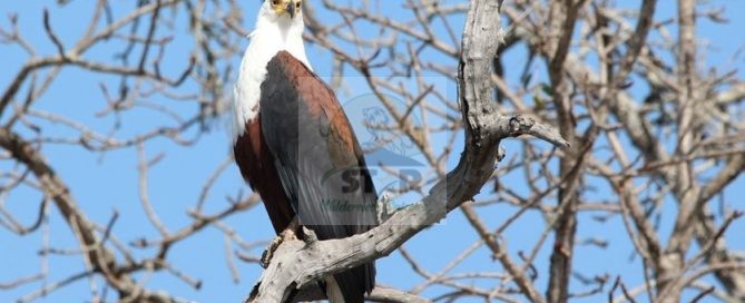 Prepare For the Birding Safari in Rwanda