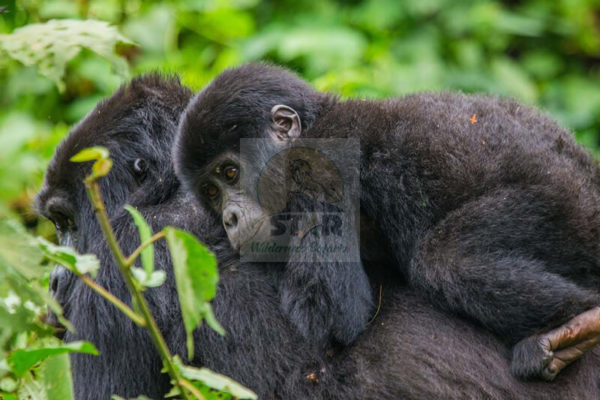 7 Days Uganda Gorilla Tour Rwanda Wildlife Safari