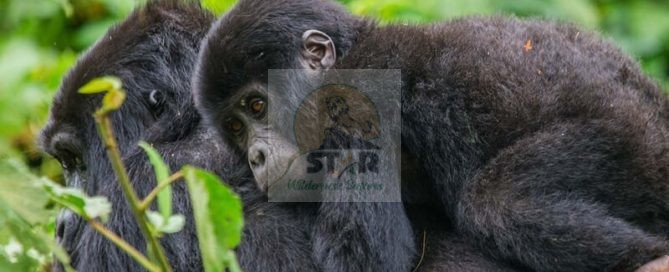 7 Days Uganda Gorilla Tour Rwanda Wildlife Safari