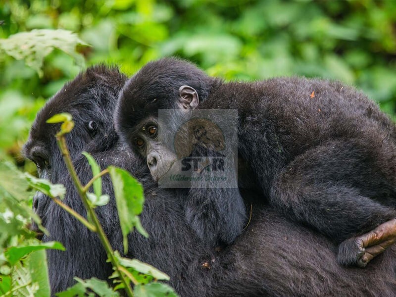 7 Days Uganda Gorilla Tour Rwanda Wildlife Safari