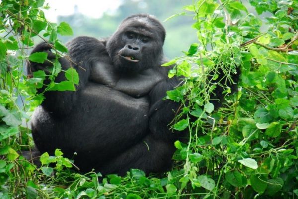 Top Things to Do on Planning a Gorilla and Wildlife Safaris in Uganda
