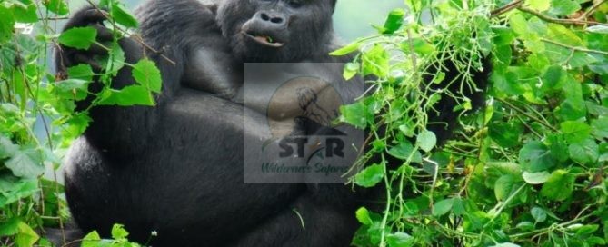 Top Things to Do on Planning a Gorilla and Wildlife Safaris in Uganda