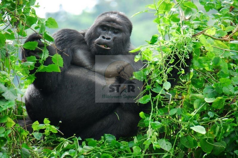 Top Things to Do on Planning a Gorilla and Wildlife Safaris in Uganda
