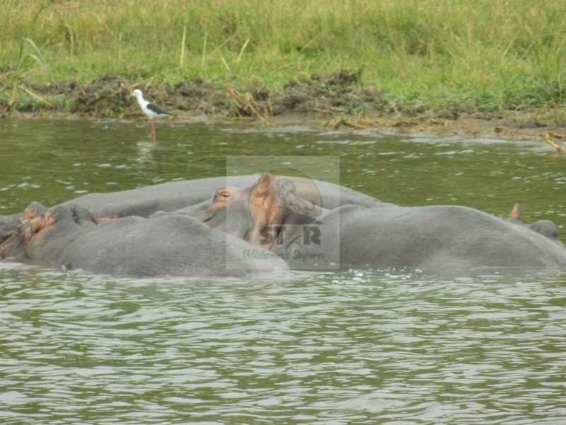 Murchison Falls National Park