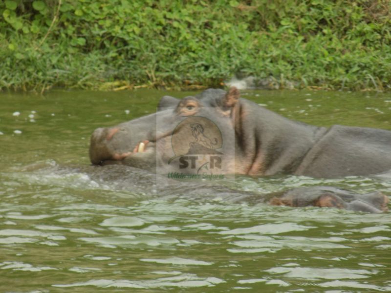 Tanzania Wildlife Safaris
