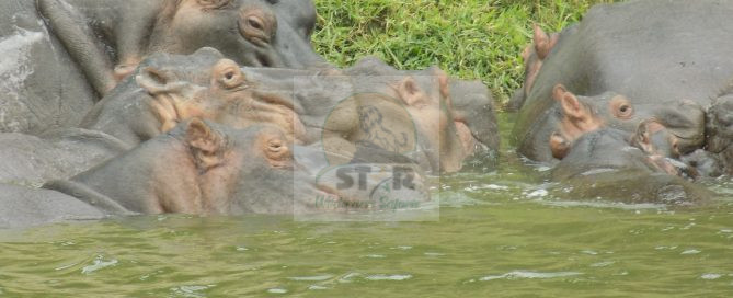12 Days Tanzania Wildlife Safari Uganda Gorilla Tour