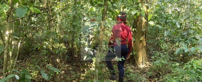 Uganda Gorilla Safaris