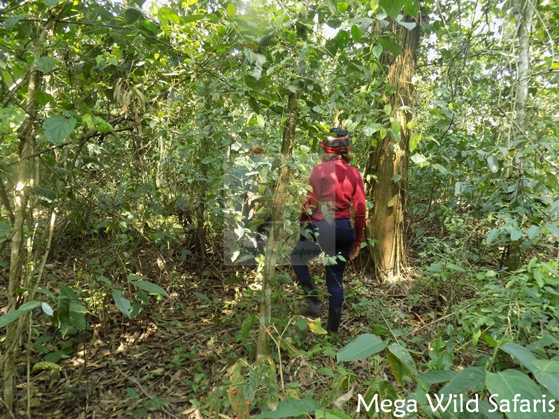 Uganda Gorilla Safaris