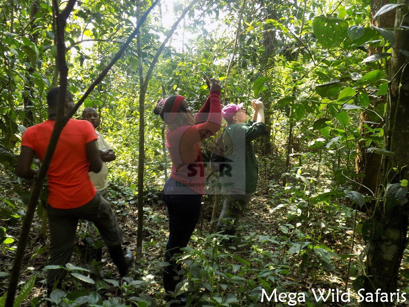 Planning a Safari Tour with Star Wilderness Safaris