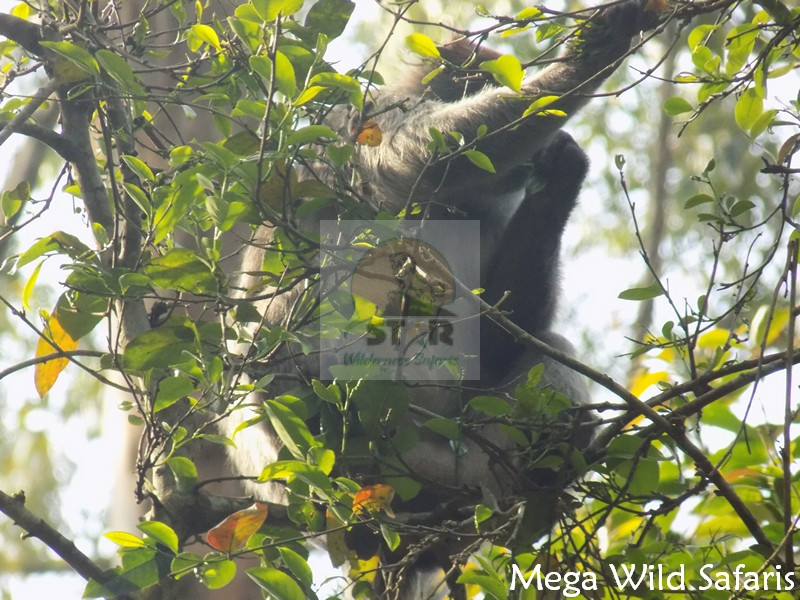 3 Days Rwanda Chimpanzee Tour & Gorilla Trekking Safari