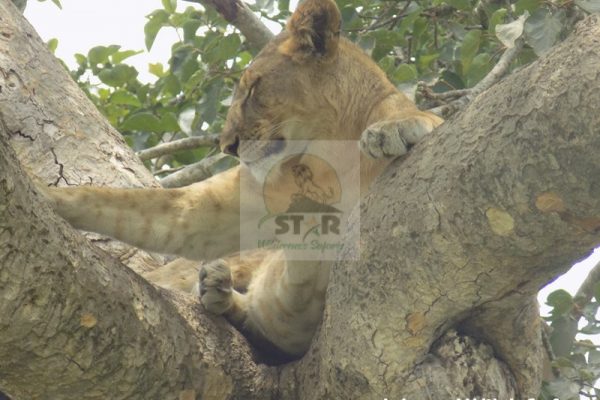 Uganda safari destinations