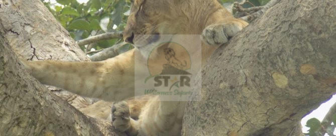 Uganda safari destinations