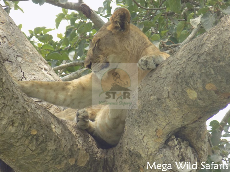 Uganda safari destinations
