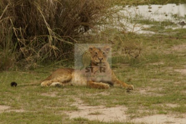 Star Wilderness Safaris