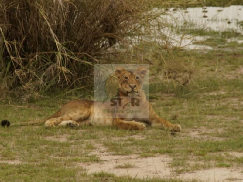 Star Wilderness Safaris