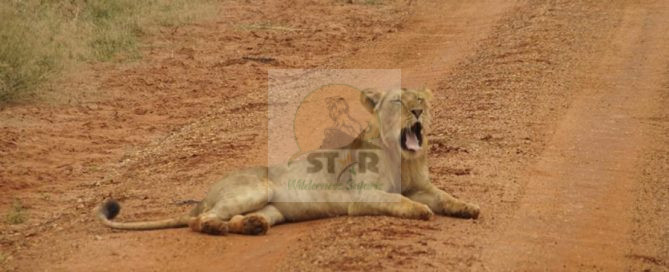 9 Days Uganda Safari