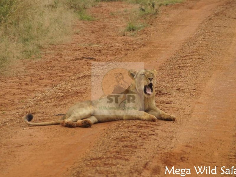 9 Days Uganda Safari