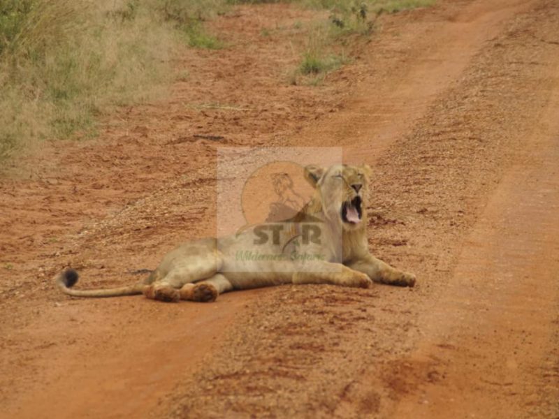 Uganda safari destinations