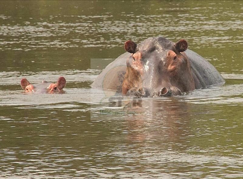 Star Wilderness Safaris