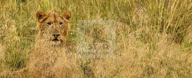 Tanzania Wildlife Safaris