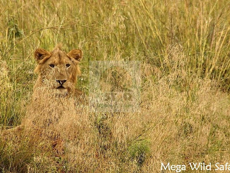 Tanzania Wildlife Safaris