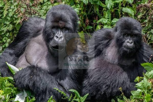 Star Wilderness Safaris
