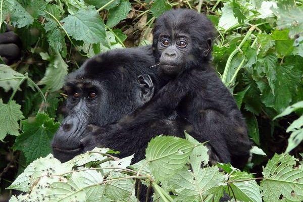 Star Wilderness Safaris