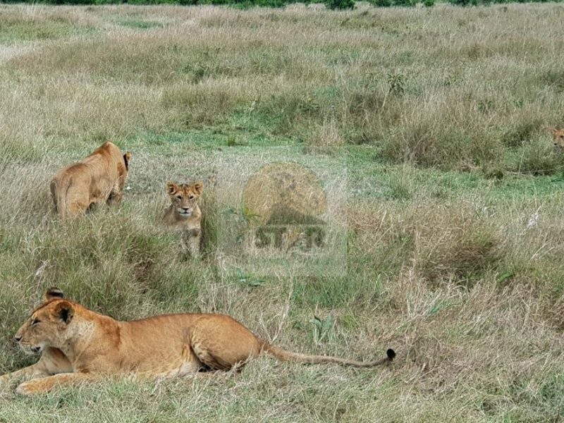 Uganda Safaris