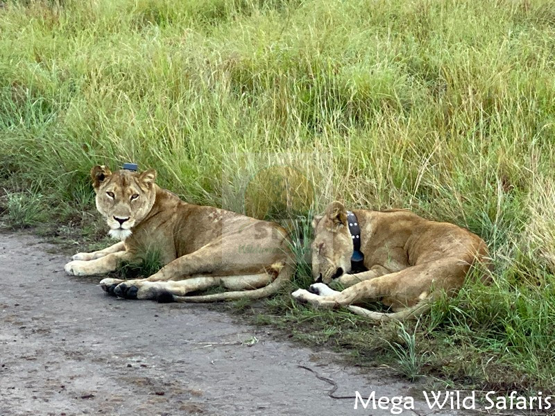 Uganda Wildlife Safari